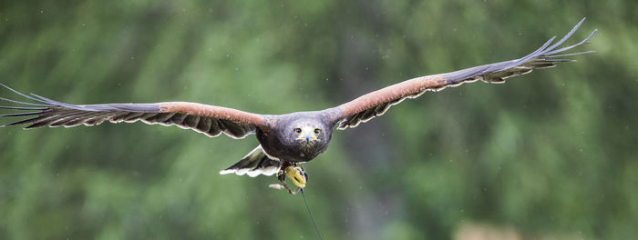 Portrait of harris hawk flying against trees