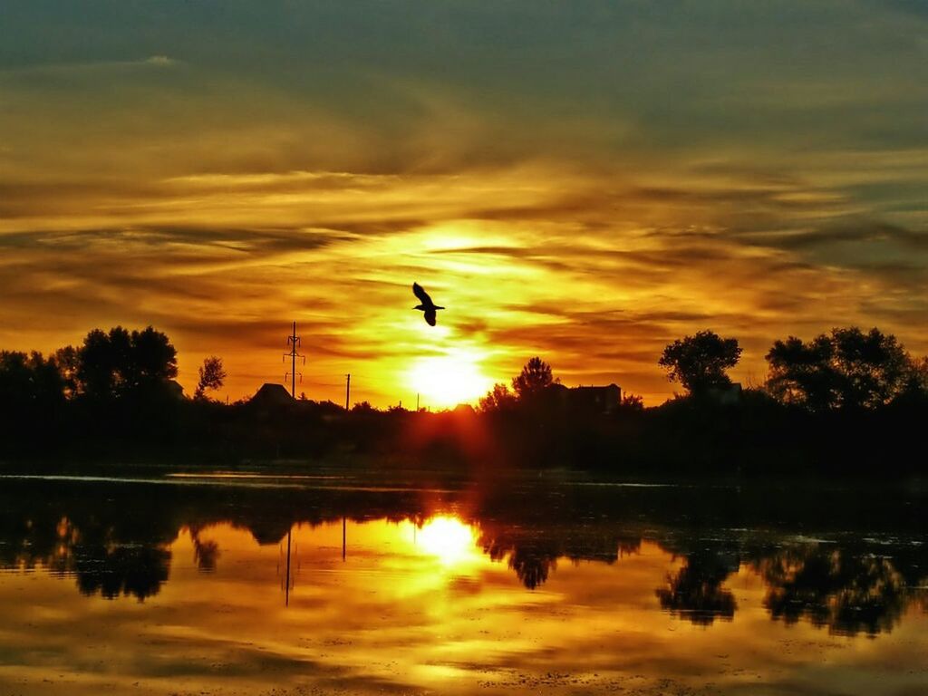 sunset, reflection, silhouette, sun, bird, orange color, water, sky, tranquil scene, scenics, lake, beauty in nature, tranquility, animal themes, idyllic, tree, nature, cloud - sky, flying, animals in the wild