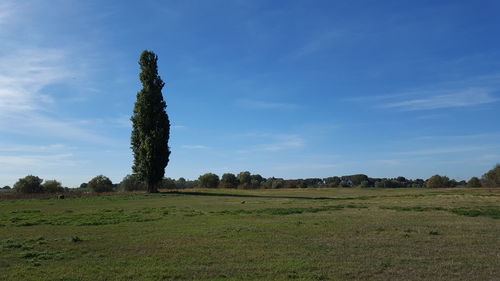 Trees on field against sky