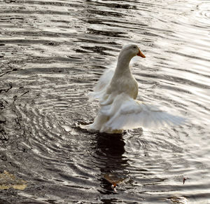 Close-up of swan swimming in lake
