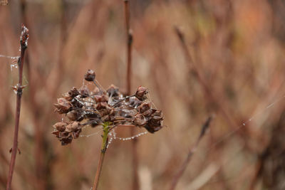 Close-up of wilted plant