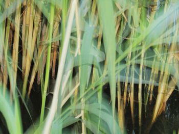 Close-up of plants