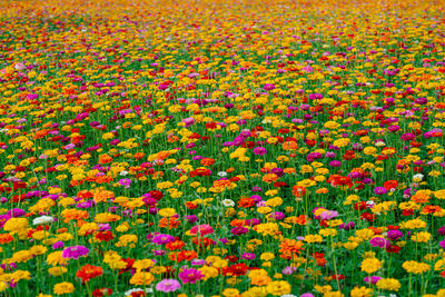 Full frame shot of multi colored flowers blooming on field