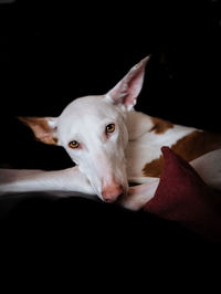 Close-up portrait of dog relaxing on black background