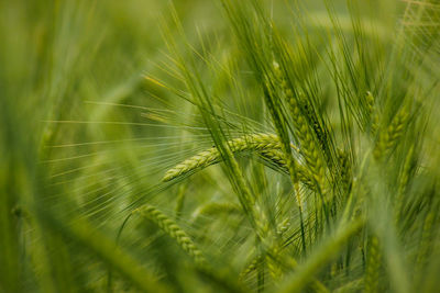 Close-up of grass growing in field