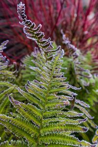 Close-up of fern cactus