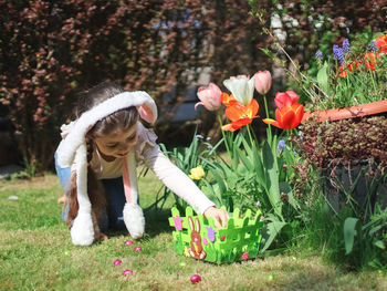 Caucasian little girl a headband with bunny ears collects scattered easter chocolate eggs