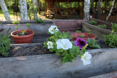 Close-up of potted plants