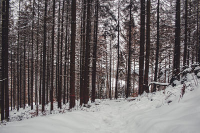 Trees on snow covered land during winter