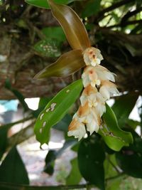 Close-up of white flowers