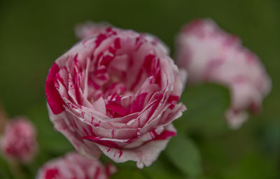 Close-up of pink rose