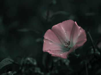 Close-up of wet pink flower