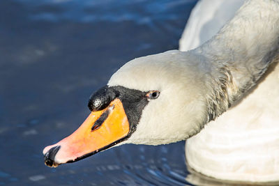 Close-up of swan swimming in lake