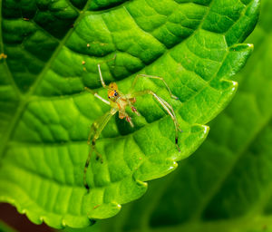 Close-up of insect on leaf