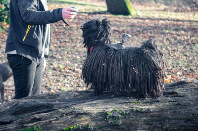 Midsection of man standing by puli dog with camera in forest