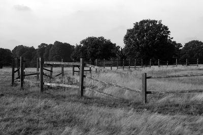 Trees on grassy field