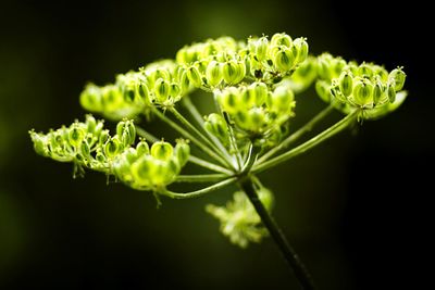 Close-up of fennel plant