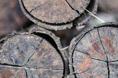 Close-up of logs in forest