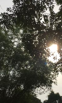 Low angle view of trees against sky