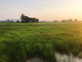 Scenic view of rice field against sky