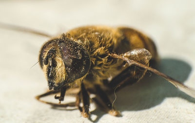 Close-up of insect