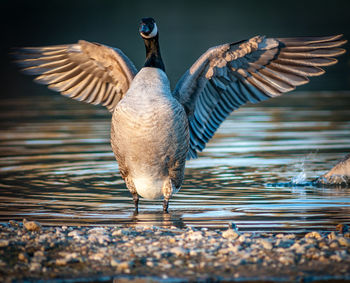 Bird flying over lake