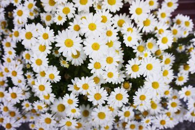 Close-up of white daisy flowers