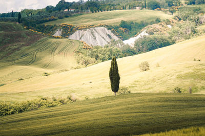 Scenic view of agricultural field