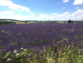 Scenic view of field against blue sky