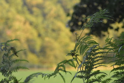 Low angle view of pine tree against sky