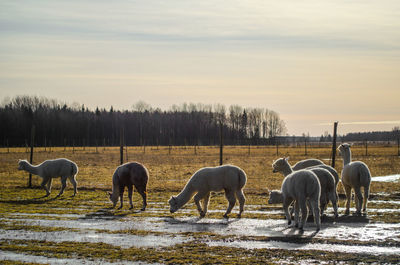 Alpaka grazing in a field