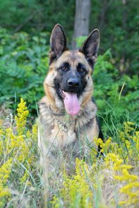 Portrait of a dog on field