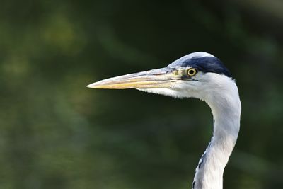 Close-up of bird