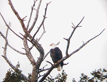 Low angle view of birds perching on branch