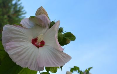 Macro shot of hibiscus flower against clear sky