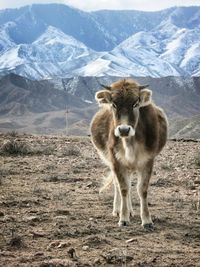 Cattle standing on field against snowcapped mountains