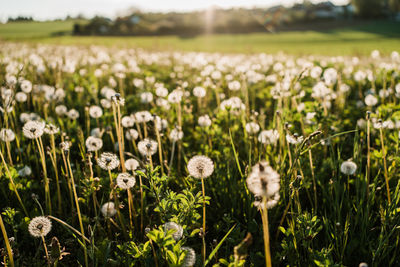 View of flowering plants growing on field