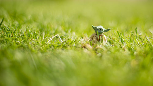 Butterfly on grass in field