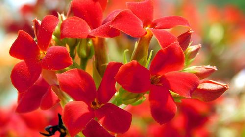 Close-up of red flowering plant