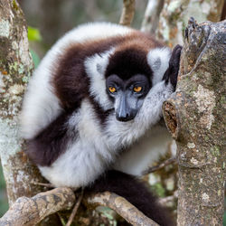 Black-and-white ruffed lemur, varecia variegata, andasibe reserve, madagascar