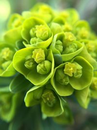 Close-up of yellow flower