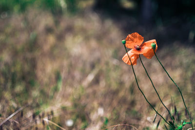 Close-up of wilted flower on field