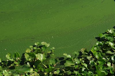 Full frame shot of wet leaves floating on lake