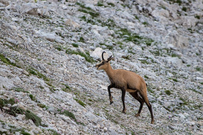 Deer standing on rock