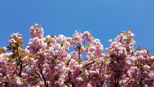 Apple blossoms' colorful explosion enhances the blue sky above. 