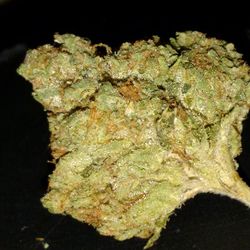 Close-up of plant over black background