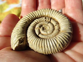 Close-up of human hand holding shell