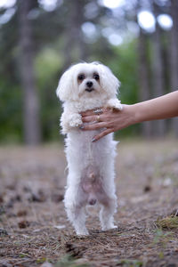 Close-up of maltese dog