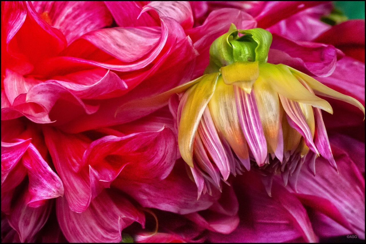 Flowers in a bucket