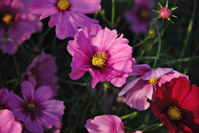 Close-up of pink flowers blooming outdoors